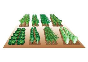 Gemüsebeete für Biobauernhof vektor