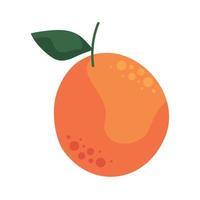 färsk orange citrus- frukt vektor