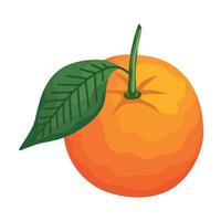 orange frisches Obst vektor