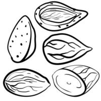 hand dragen svart och vit illustration av mandlar och mandlar i skal. mandel mjölk mat ingrediens. organisk mat, kosmetika, behandling komponent. nötter logotyp, emblem.hälsa Produkter. nötter affär. vektor