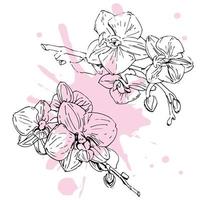 Vektorblume der Orchidee. Tintenillustration isoliert. vektor