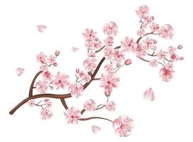 realistisk sakura japan körsbär gren med blomning blommor vektor illustration