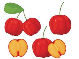 rote Acerola-Beere. Barbados-Kirsche. Illustration von exotischen Früchten. vektor