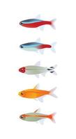 Tetra-Fisch-Vektordesign, Kardinal, Neon, Rummy-Nase, Glut, Glowlight-Tetra. Aquarienfische vektor