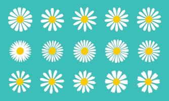 blomning daisy samling. vit kronblad daisy blomning i vår vektor