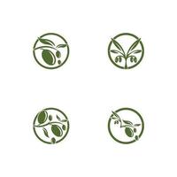 Olive Logo Vorlage Vektor Icon Illustration Design