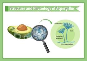 Struktur und Physiologie von Avocado-Aspergillus vektor