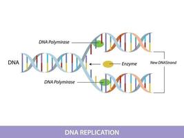 DNA Replikation. Bildungsinfografik vektor