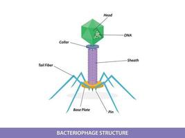 Struktur eines typischen Bakteriophagenvirus vektor