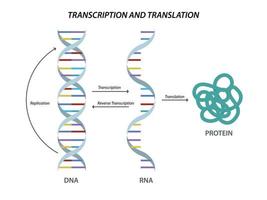 vetenskaplig biologisk modell dna och rna transkription och översättning vektor