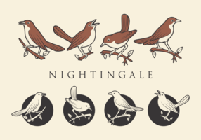 NIGHTINGALE VEKTOREN