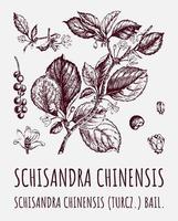 Schisandra chinensisi Schisandra-Zweig mit Blättern und Beeren. Beeren der Magnolienrebe. Kosmetik und Heilpflanze. vektor handgezeichnete illustration.