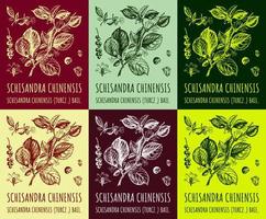 en uppsättning av bilder av schizandra chinensis en gren av schisandra chinensis med löv och bär i annorlunda färger. magnolia bär. kosmetika och medicinsk växter. vektor hand dragen illustration.