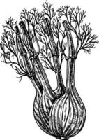 Fenchel. Vektor handgezeichnete grafische Illustration. Tinten-Fenchel-Kräuter-Illustration. handgezeichneter botanischer skizzenstil