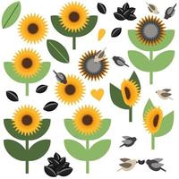 Sonnenblumenvektorset mit Samen und Vögeln vektor