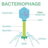 Struktur des Bakteriophagen. vektor