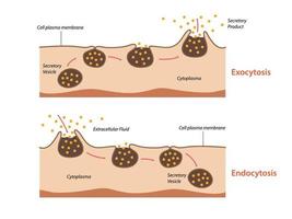 endocytos, exocytos. de cell transporter proteiner in i de cell vektor