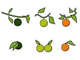 citrus- frukt på en gren och utan, en uppsättning av ljus frukt av varierande grader av mognad vektor