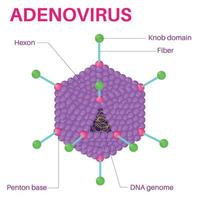 Struktur des Adenovirus. vektor