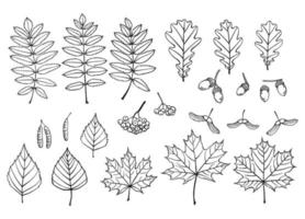 Set mit Blättern, Beeren und Eicheln. hand gezeichnete herbstvektorillustration. vektor