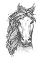skizziertes arabisches reinrassiges pferd mit wachsamen ohren vektor