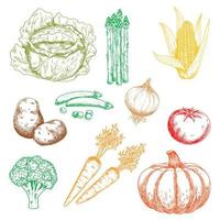 herbstliche Bio-Bauernhof-Gemüse farbige Skizzen vektor