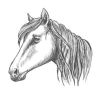 Reitpferdekopfskizze für Pferdesportdesign vektor