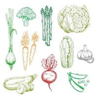 Bio-Bauernhof-Gemüse-Farbskizzen vektor