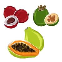 polygonal tropisk papaya, feijoa, litchi frukt vektor