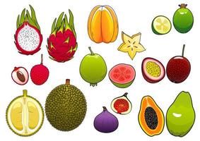 ganze und halbierte frische tropische Früchte vektor