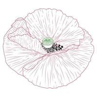 Kalifornische Mohnblumen gezeichnet und skizziert mit Strichzeichnungen auf weißem Hintergrund. vektor