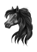 svart arab häst huvud symbol vektor