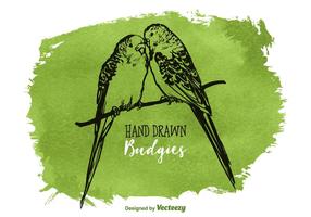 Gratis Vector Drawn Budgies