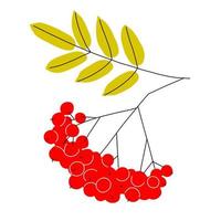 en ljus höst illustration av mogen rönn bär på gren med löv gulnat förbi höst. platt stil vektor ClipArt. höst symbol är en vektor illustration isolerat på vit bakgrund.