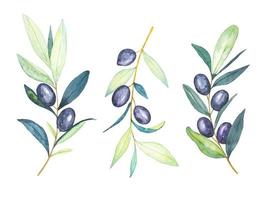 Aquarell reifer Olivenzweig Clipart-Set. handgemalt vektor