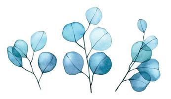 vattenfärg teckning. uppsättning av eukalyptus löv transparent blommor. delikat teckning abstrakt eukalyptus löv röntgen vektor