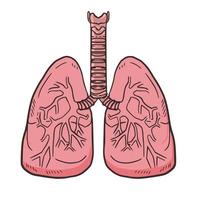 Lunge Organ Anatomie menschliche Abbildung Symbol Vektorelement vektor