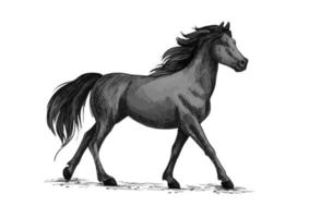 Pferdewanderungen oder Läufe, schwarze Mustang-Vektorskizze vektor