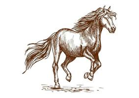 Laufendes und tänzelndes Pferdeskizzenporträt vektor