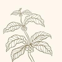 kaffe träd vektor. gren med löv. vektor illustration av kaffe gren. kaffe växt gren med blad. hand dragen kaffe gren. kaffe bönor och löv. träd illustration. kaffe växt.