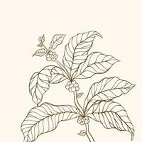 kaffe växt. hand dragen kaffe gren. kaffe träd vektor. gren med löv. vektor illustration av kaffe gren. kaffe växt gren med blad. kaffe bönor och löv. gren av en växt.