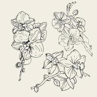 Vektorblume der Orchidee. Tintenillustration isoliert. vektor