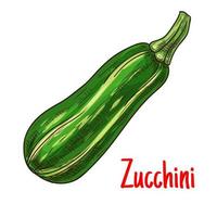 grüne Zucchini-Gemüseskizze für die Landwirtschaft vektor