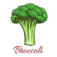 broccoli lummig kål vegetabiliska vektor