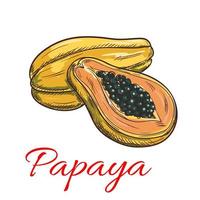 papaya vektor Färg skiss ikon