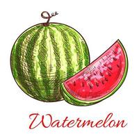 Wassermelonenfrucht mit saftiger Scheibenskizze vektor