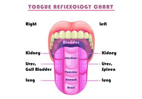 Zunge Reflexologie Diagramm Vektor