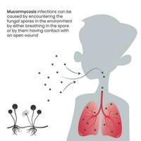 Mukormykose Schwarzpilzinfektion in der Lunge durch eingeatmete Sporen vektor