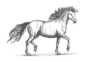 Pferdeskizze mit galoppierendem arabischen Rennpferd vektor