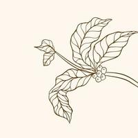 Kaffeepflanzenzweig mit Blatt. hand gezeichneter kaffeezweig. Kaffeebohnen und Blätter. Baumabbildung. Kaffeepflanze. Kaffeebaum-Vektor. vektorillustration der kaffeebranche. Zweig mit Blättern. vektor